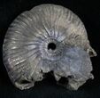 Pyritized Ammonite From Russia - #7284-1